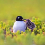 越冬小姐姐,寒冬里的温暖守护者